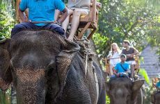 3-bali-zoo-elephant-ride