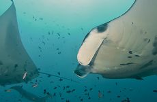 manta-large-lembongan