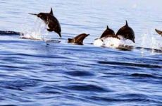 1-lovina-dolphins-3