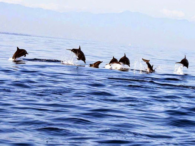 Dolphin at Lovina Beach