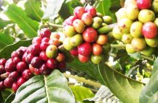 4-coffee-plantation-bali