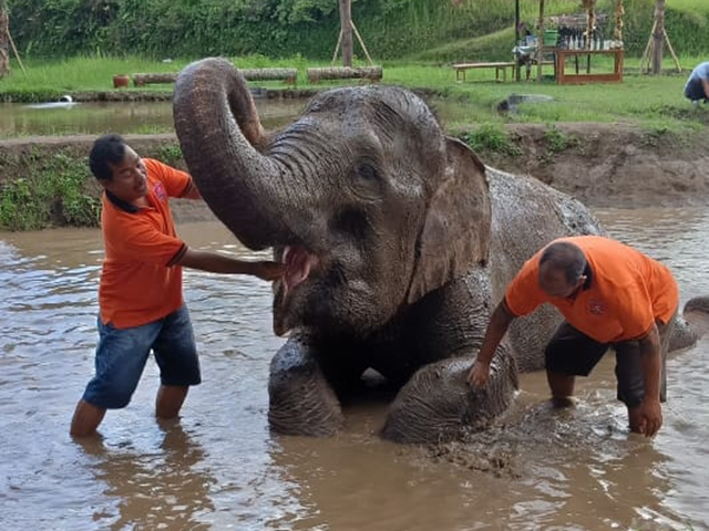 elephant-mud-bali