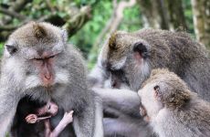 3-ubud-monkey-forest-bali-2