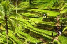 4-ceking-rice-terrace-tegallalang-bali